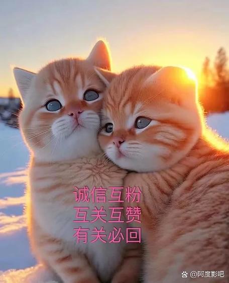 一块钱涨一千粉