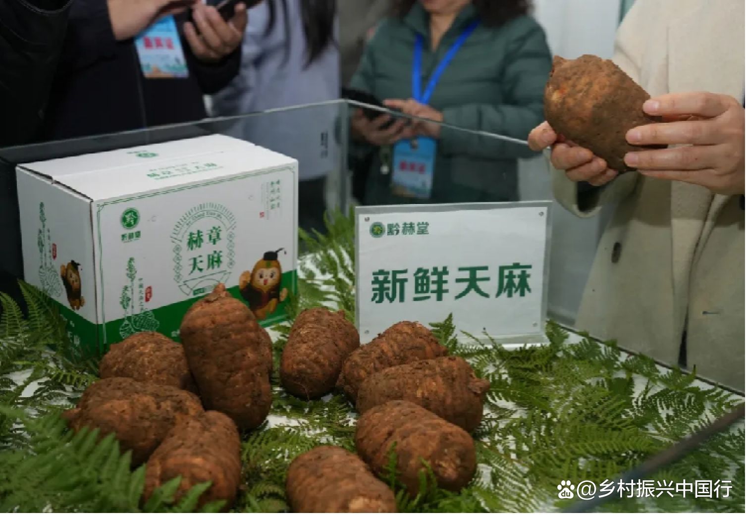 2025毕节天麻博览会启幕：科技赋能产业链，共绘乡村振兴新蓝图插图2