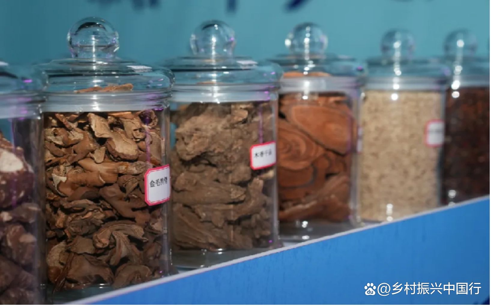 2025毕节天麻博览会启幕：科技赋能产业链，共绘乡村振兴新蓝图插图20