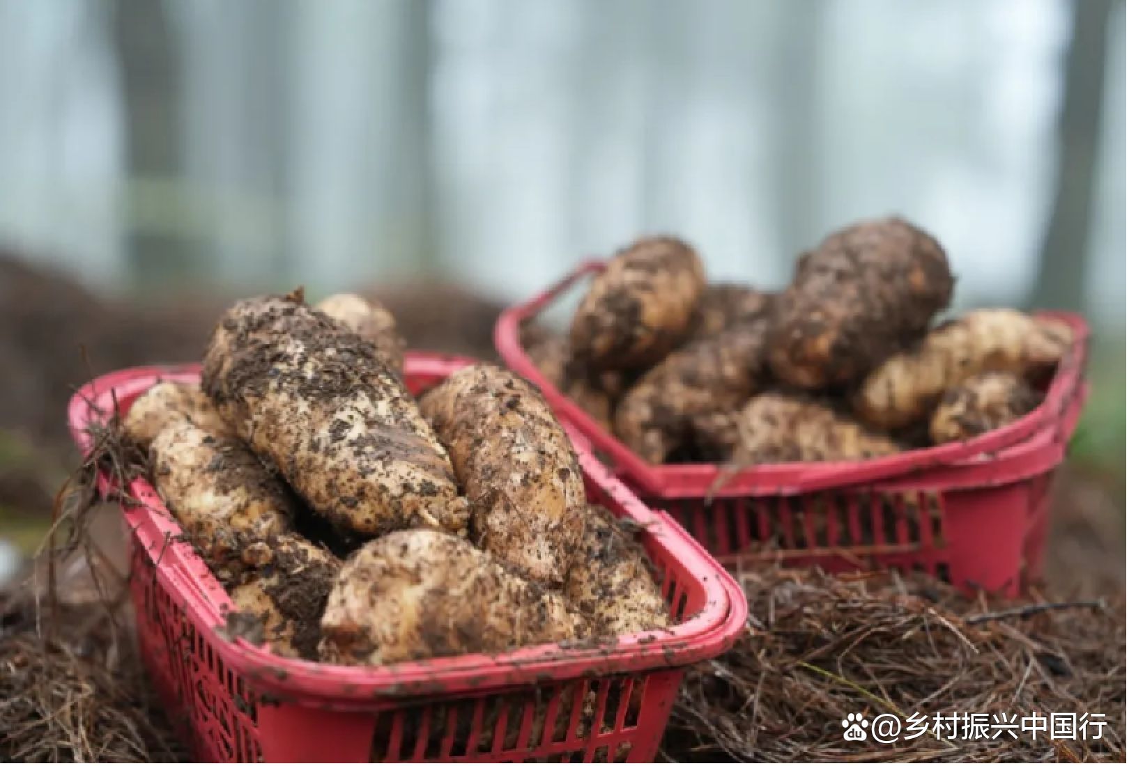 2025毕节天麻博览会启幕：科技赋能产业链，共绘乡村振兴新蓝图插图4