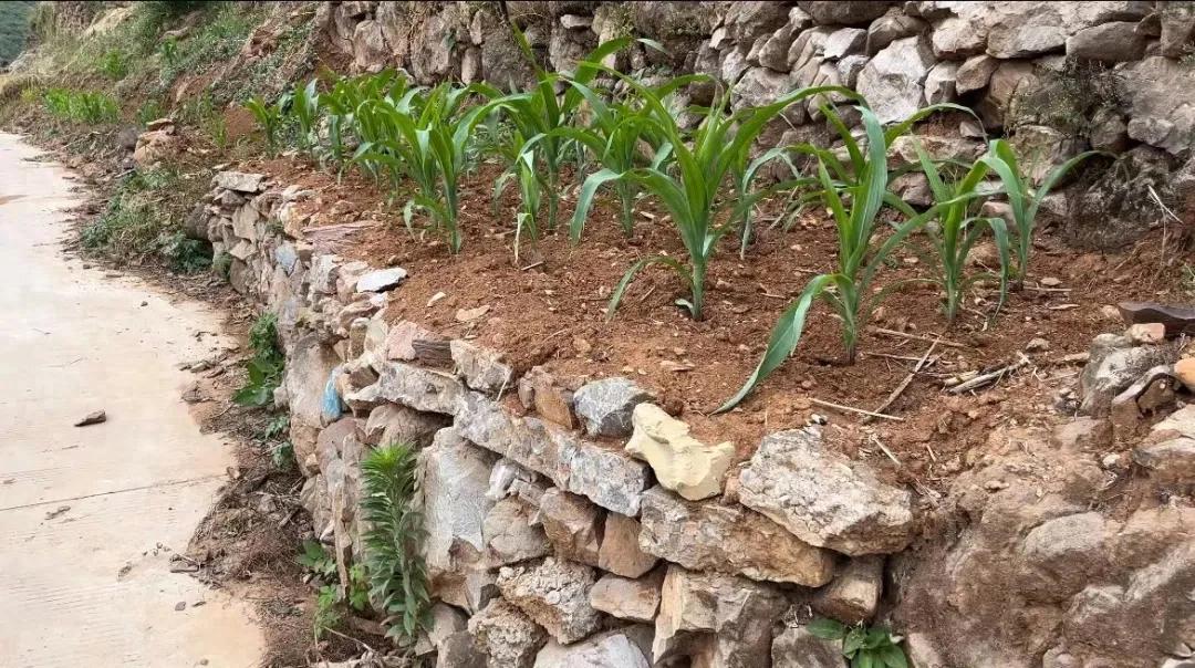 20年前争破头的土地，如今为何大片撂荒？4大原因很现实插图