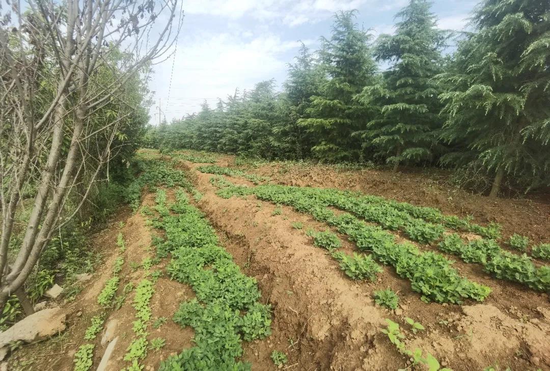 20年前争破头的土地，如今为何大片撂荒？4大原因很现实插图2