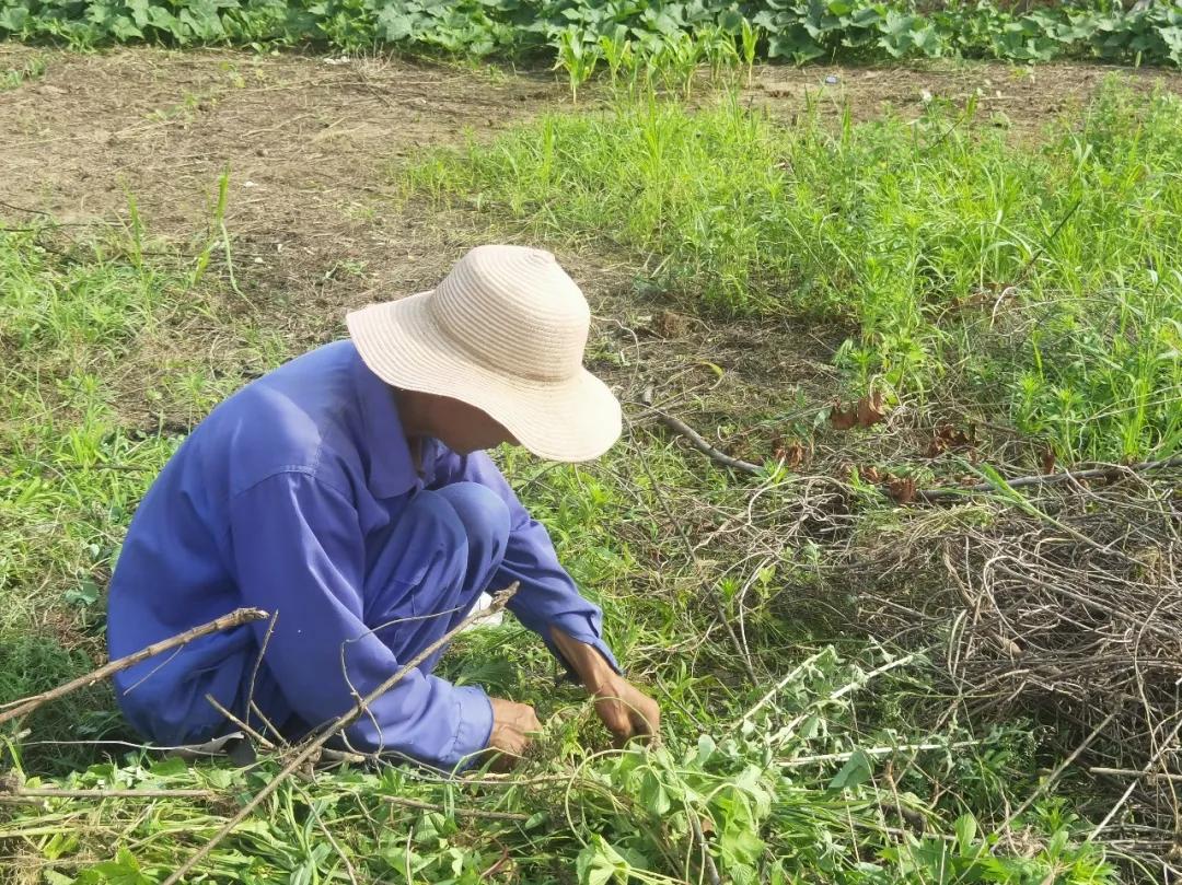20年前争破头的土地，如今为何大片撂荒？4大原因很现实插图3