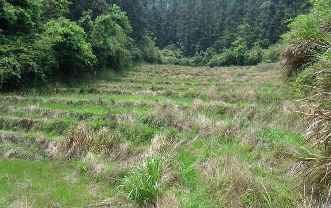 20年前争破头的土地，如今为何大片撂荒？4大原因很现实插图4