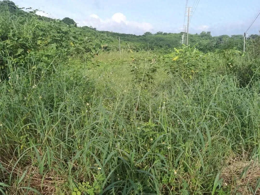 20年前争破头的土地，如今为何大片撂荒？4大原因很现实插图5