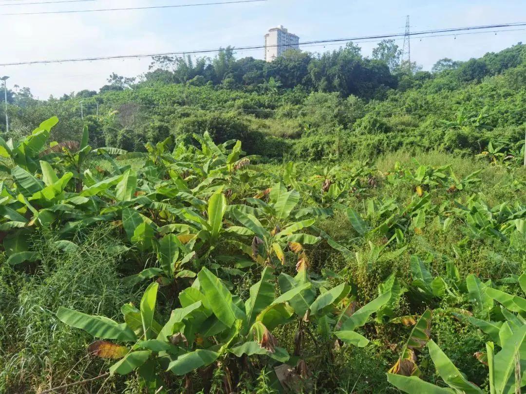 20年前争破头的土地，如今为何大片撂荒？4大原因很现实插图6