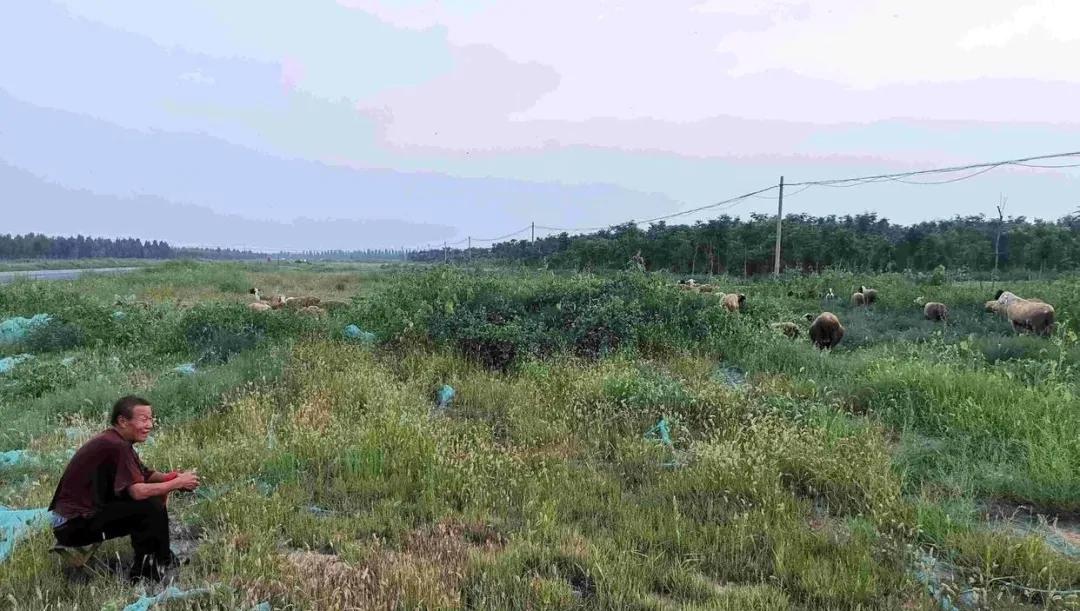 20年前争破头的土地，如今为何大片撂荒？4大原因很现实插图7