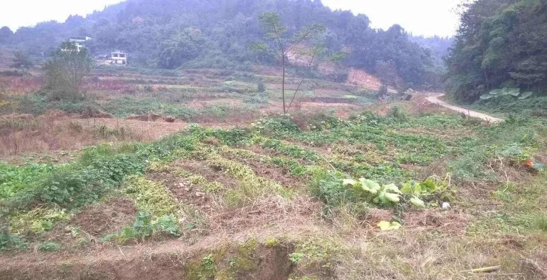 20年前争破头的土地，如今为何大片撂荒？4大原因很现实插图9