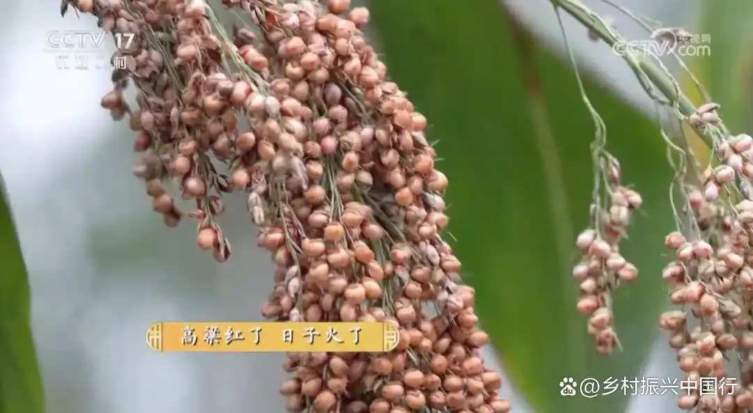 陈洪飞跨界种高粱破难题，带领农户增收，央视共富经报道插图