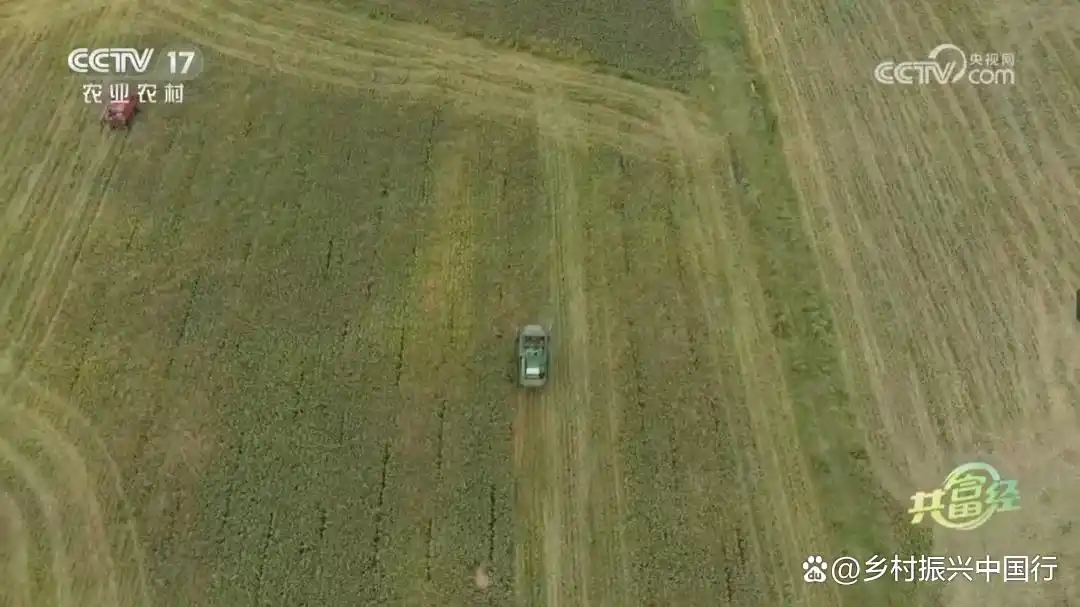 陈洪飞跨界种高粱破难题，带领农户增收，央视共富经报道插图1