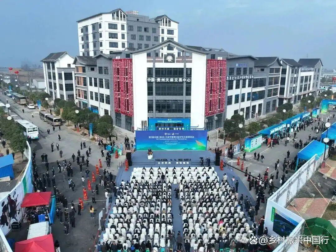 深冬乌蒙山区，大方天麻借东西部协作销往粤港澳大湾区插图