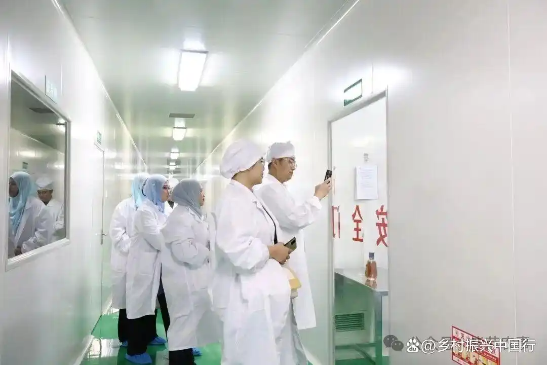 深冬乌蒙山区，大方天麻借东西部协作销往粤港澳大湾区插图3