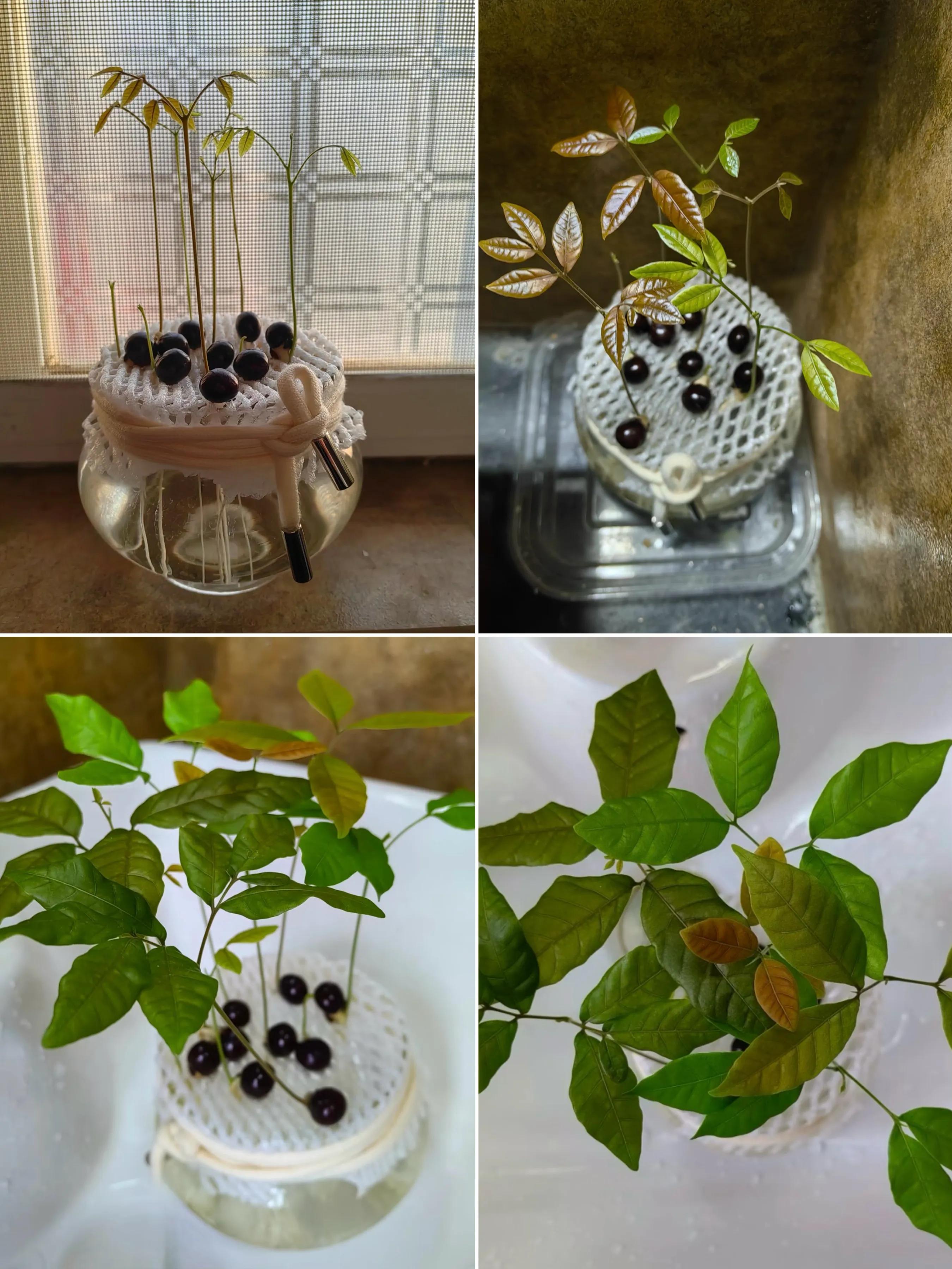 买橙子拆出的泡沫网居然是神器？水培植物超好用插图2