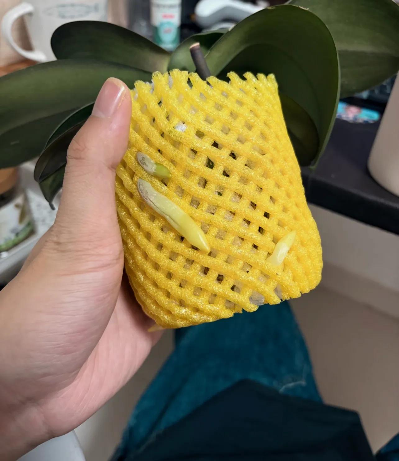 买橙子拆出的泡沫网居然是神器？水培植物超好用插图3