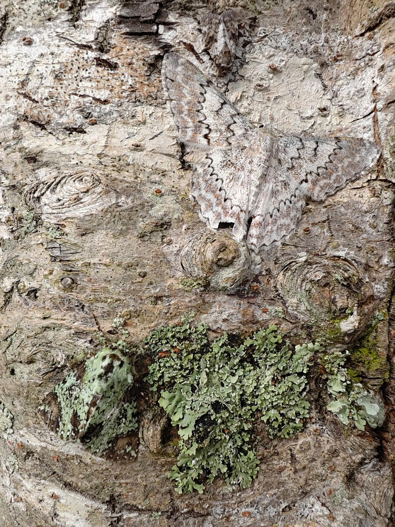 2025中国野生生物影像年赛：手机拍摄作品带来震撼与感动插图1