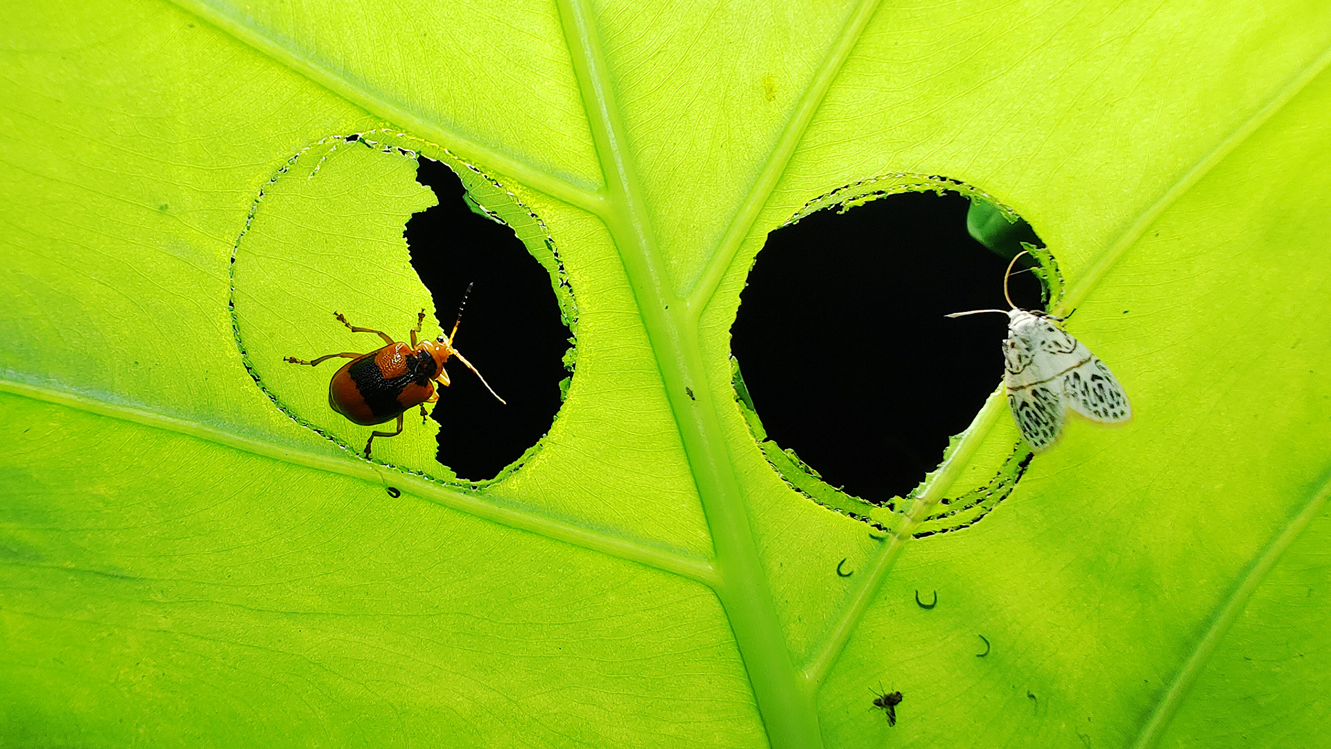 2025中国野生生物影像年赛：手机拍摄作品带来震撼与感动插图3