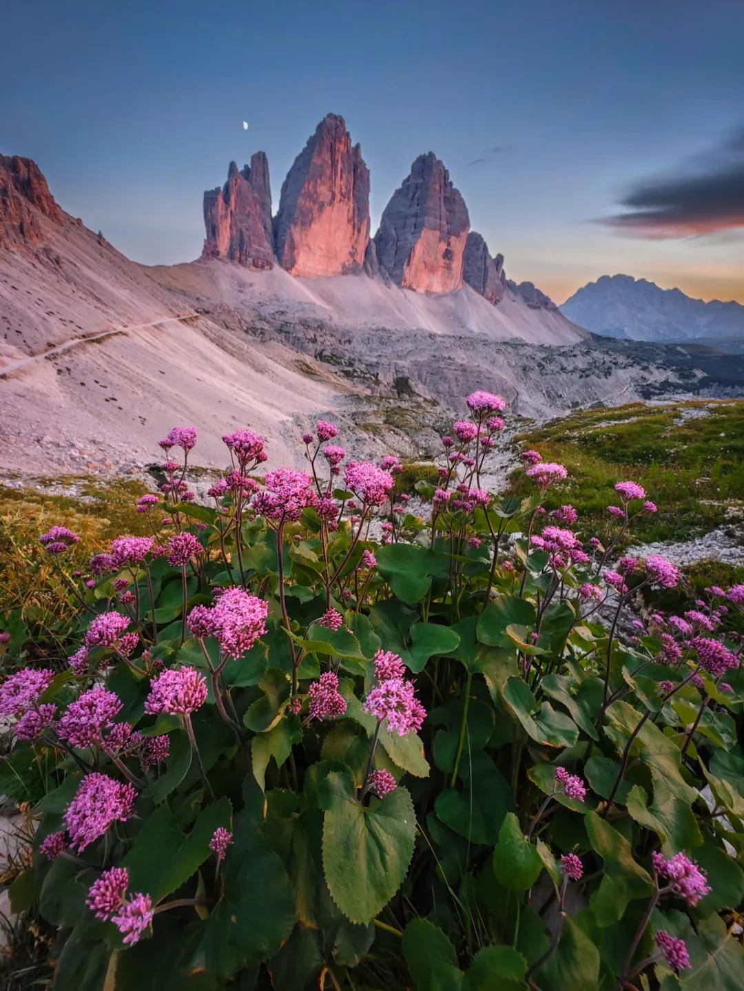 2025中国野生生物影像年赛：手机拍摄作品带来震撼与感动插图5