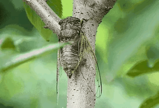 特朗普拟建新‘联合国’设高额门槛，多数国家为啥不参与？插图