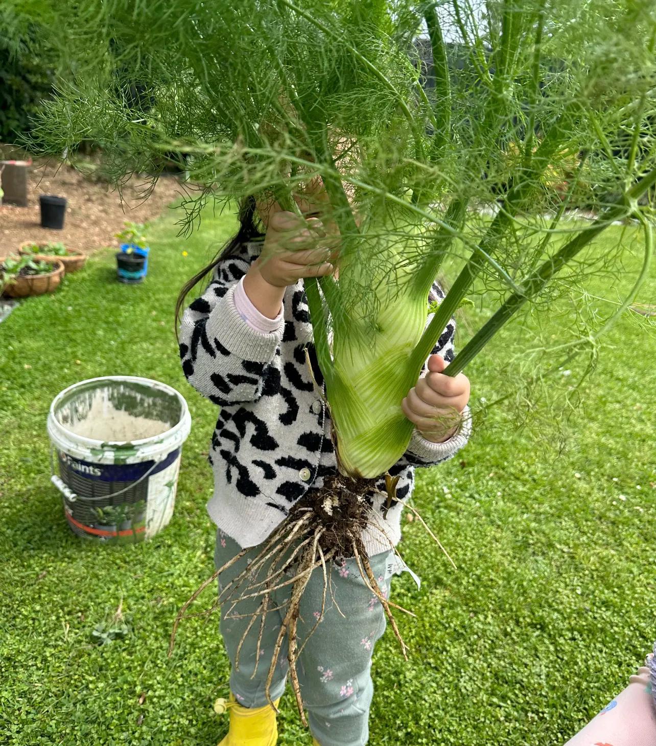 国内外名字一样但认知差别大的东西，像甘草糖奶酪棒茴香等插图13