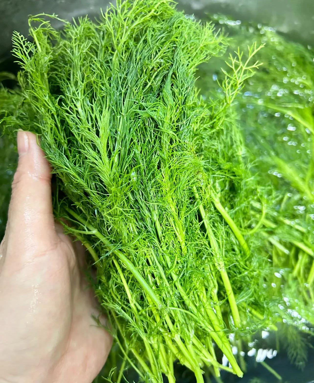 国内外名字一样但认知差别大的东西，像甘草糖奶酪棒茴香等插图5