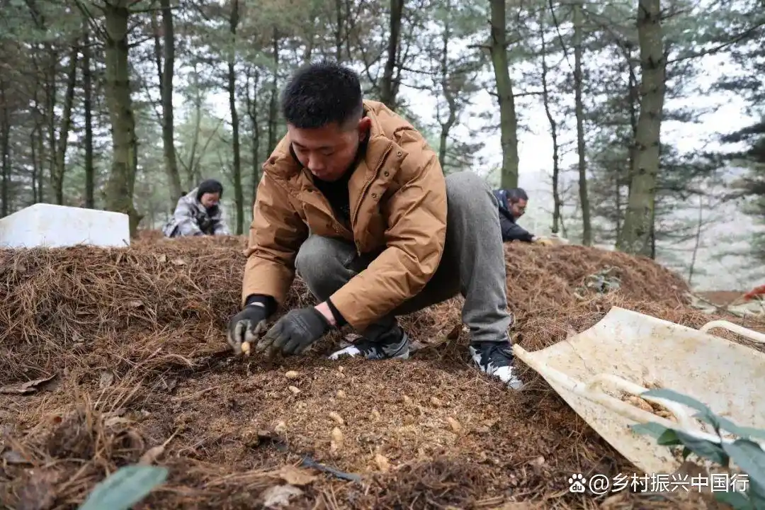 贵州毕节春耕忙，多地种天麻盼丰收，走上增收特色路插图