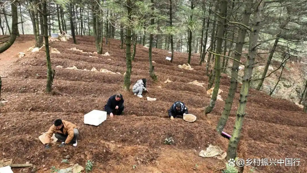 贵州毕节春耕忙，多地种天麻盼丰收，走上增收特色路插图1