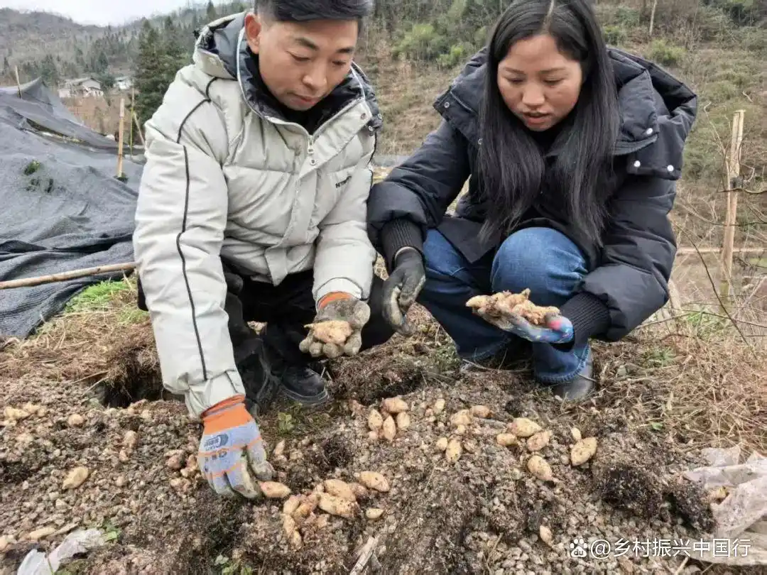 贵州毕节春耕忙，多地种天麻盼丰收，走上增收特色路插图2