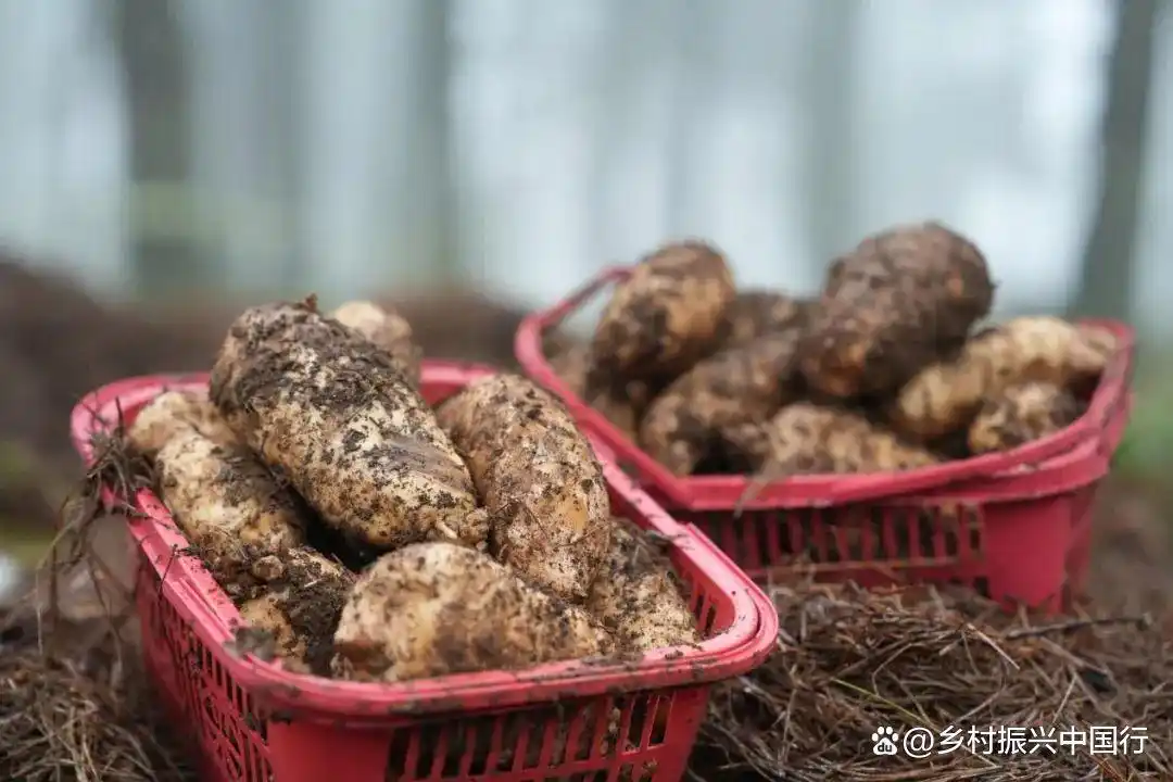 贵州毕节春耕忙，多地种天麻盼丰收，走上增收特色路插图3
