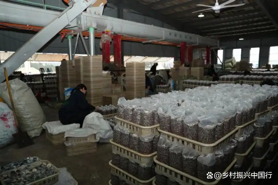 贵州毕节春耕忙，多地种天麻盼丰收，走上增收特色路插图4