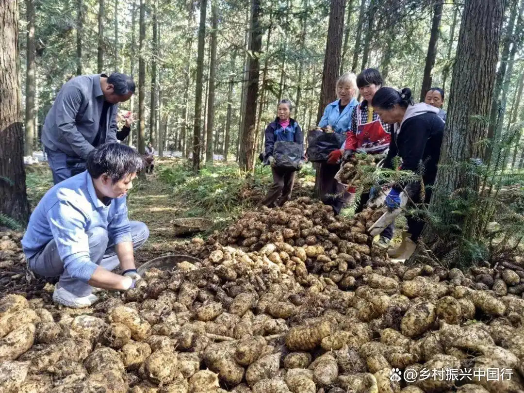 贵州毕节春耕忙，多地种天麻盼丰收，走上增收特色路插图6