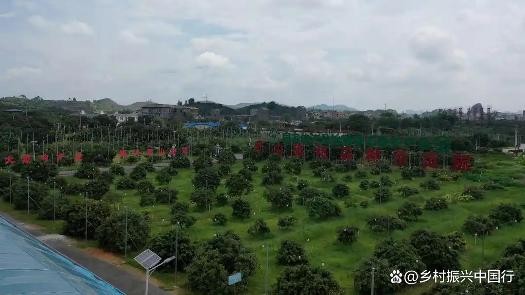灵山荔枝节来了！千年荔乡活动亮点全揭秘插图3
