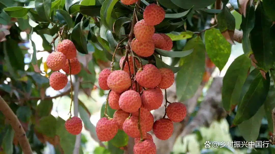 灵山荔枝节来了！千年荔乡活动亮点全揭秘插图4