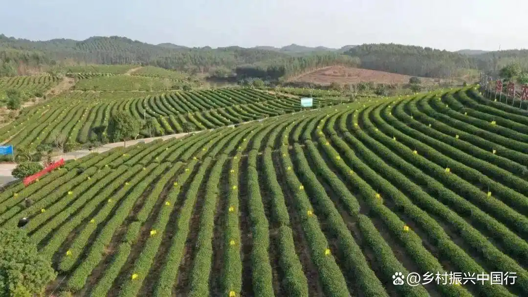 灵山荔枝节来了！千年荔乡活动亮点全揭秘插图5
